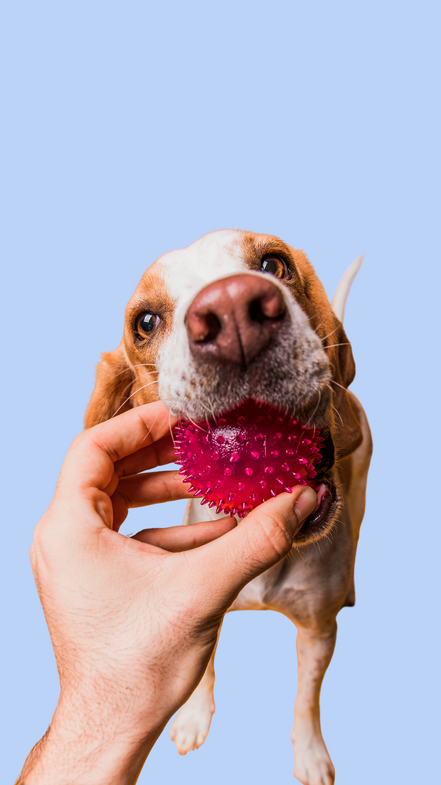 <h2><a href="/collections/mascotas" title="Mascotas">Accesorios</a></h2>